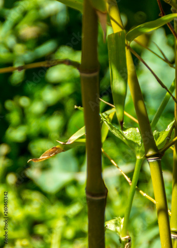 Fototapeta Naklejka Na Ścianę i Meble -  Canne di bambu nel campo