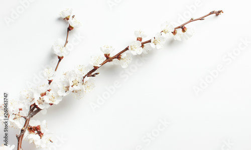 Spring background with beautiful white flowering branches against the light wall. Nature gentle background, bloom delicate flowers. Springtime minimal concept. Flat lay copy space.
