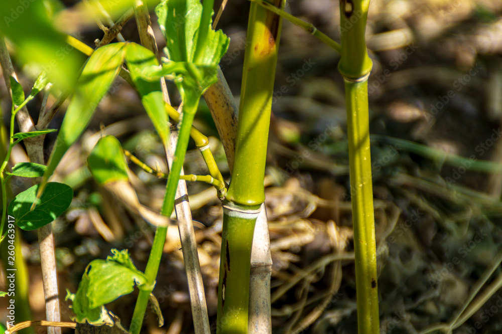 Fototapeta bambus na wiosnę