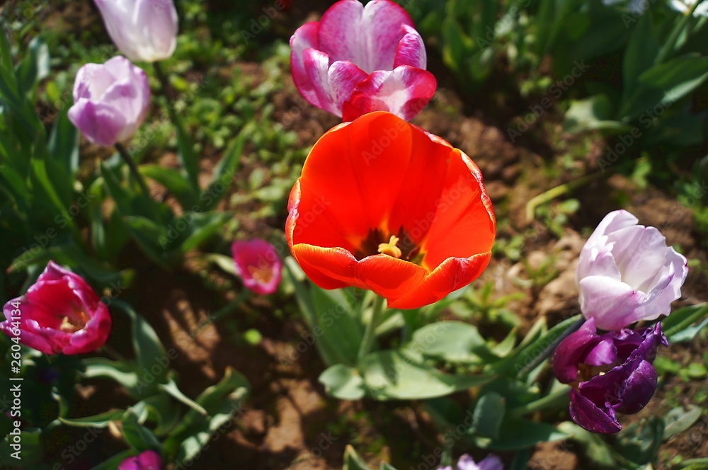 Cultivation of tulips Cultivation of tulips