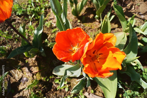 Princess Irene tulips