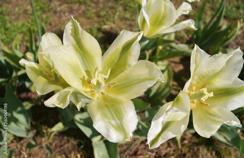 Spring green tulips