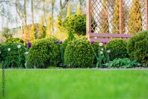Canvas Print Beautiful green garden with frsesh boxwood bushes, flowers and wood grating summerhouse
