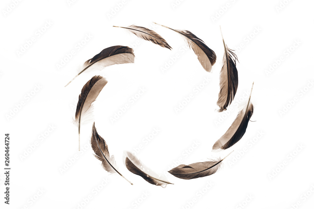 empty round frame of brown lightweight feathers isolated on white