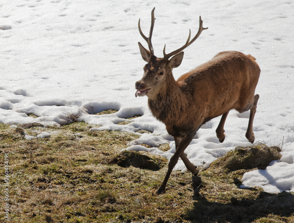 Obraz premium Cerf élaphe
