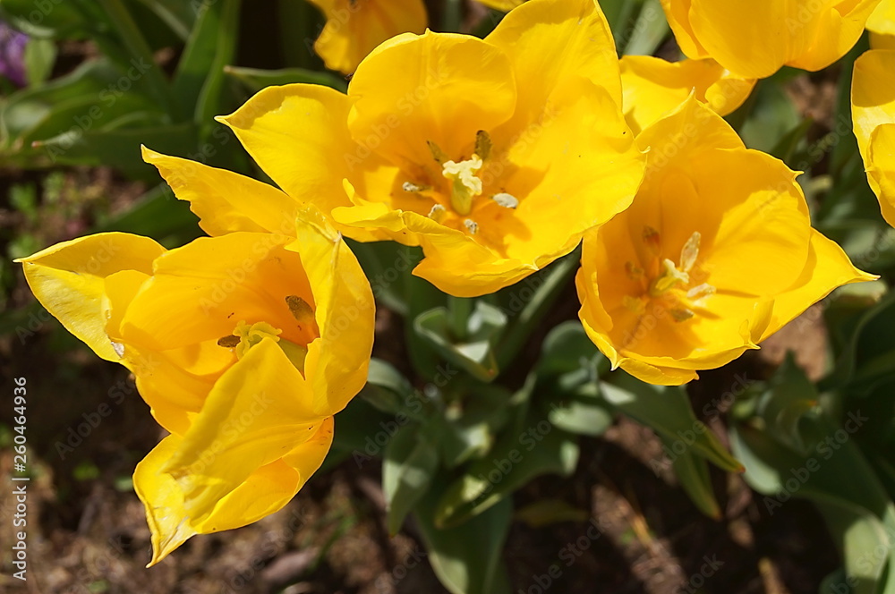 Strong Gold tulips