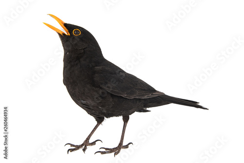 Blackbird, Turdus merula, isolated on white background.