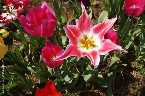 Blushing Beauty tulip