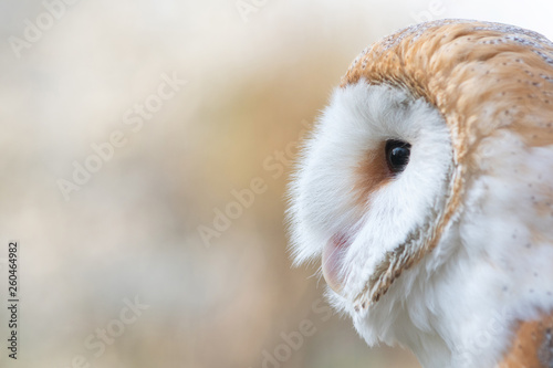 The Barn owl, Tyto alba, Close-up portrait.