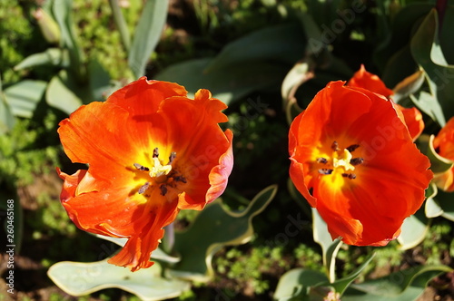 Arcadia tulips