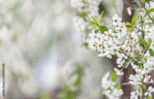 spring tree blossom © Djordje