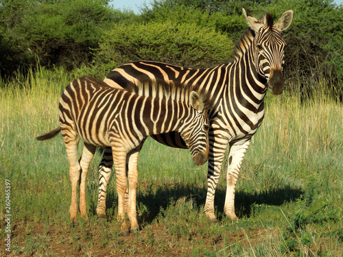 Zebra mother and calf in Kruger National Park