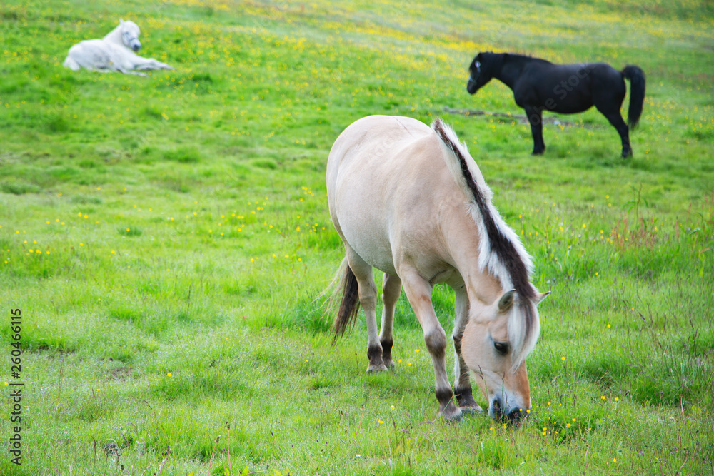 Norwegian Fjord Horses - Fjordings Norwegian Fjord Horses - Fjordings