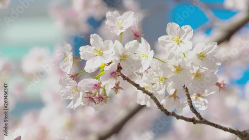 Wallpaper Mural 満開の桜（目黒川）05 Torontodigital.ca