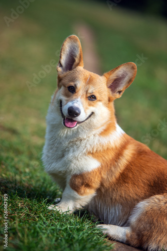 ritratto di welsh corgi