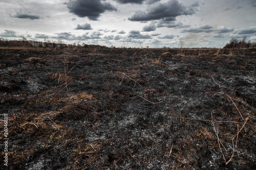 Scorched earth, spring fires. A field with burnt grass. The destruction of insects.