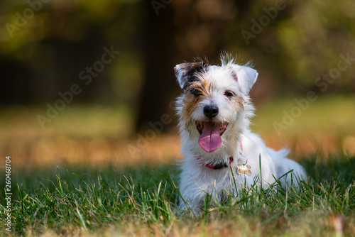 Εκτύπωση καμβά ritratto di parson russell terrier