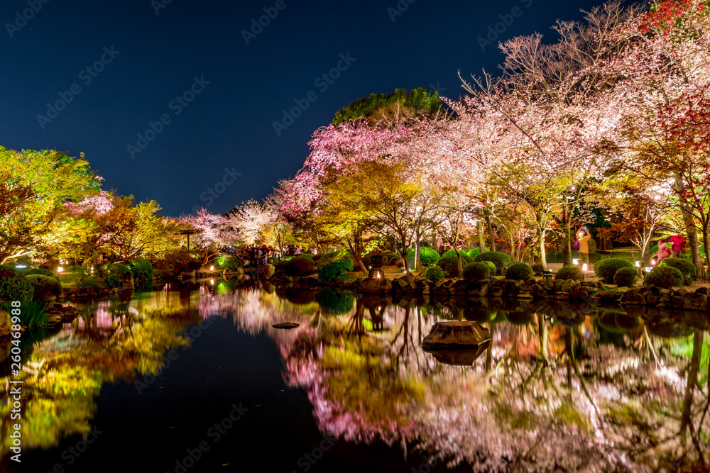 Spring blossom with cherry blossom on blue sky in Kyoto, Japan.