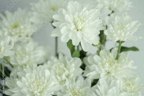 white flowers close up