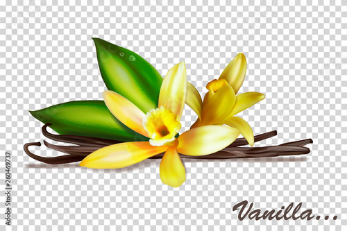 Vanilla bunches with flowers and leaves. Vector illustration isolated on a transparent background.