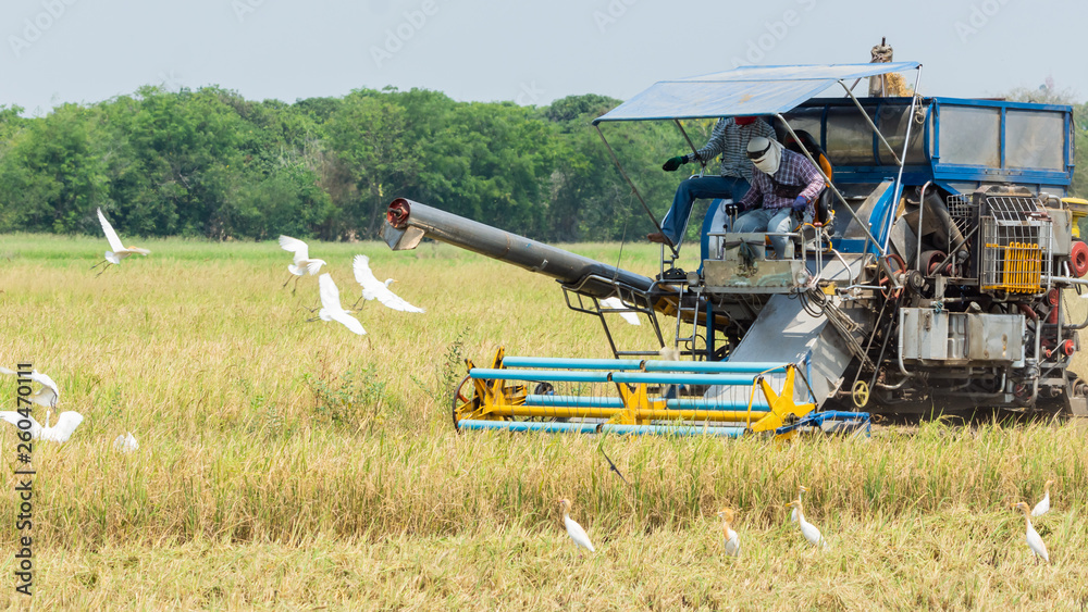 Rice Harvesting in Thailand by Thai farmer  and  his tractor which surrouned by birds such as Eastern Cattle Egret  ( Breeding plumage ).
