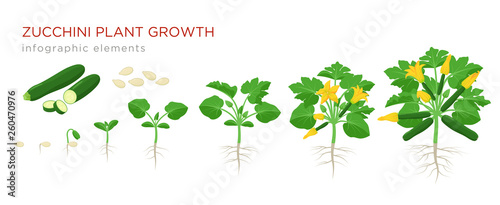 Zucchini plant growth from seed, sprout, flowering and mature plant with ripe fruits. Growing stages of squash vector illustration in flat design. Infographic elements isolated on white background.