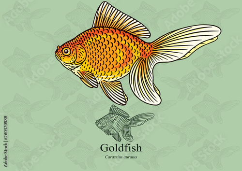 Gold Fish, Fantail Gold Fish. Vector illustration with refined details and optimized stroke that allows the image to be used in small sizes (in packaging design, decoration, educational graphics, etc.