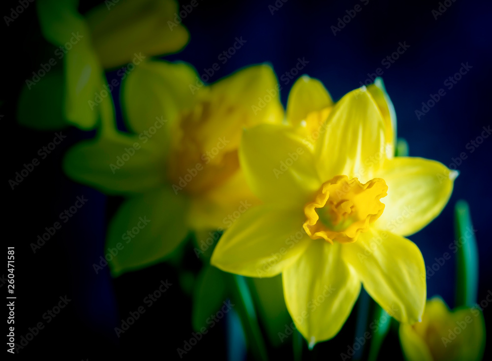 Yellow narcissus flowers with a dark background, close up Yellow narcissus flowers with a dark background, close up