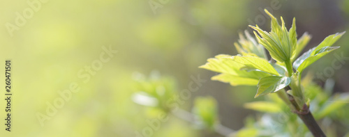 Young green leaves. Spring buds. Background
