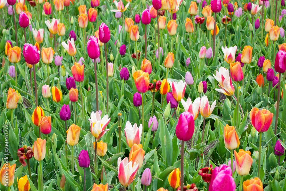 Beautiful sping flowers - tulips, narcissus Beautiful sping flowers - tulips, narcissus