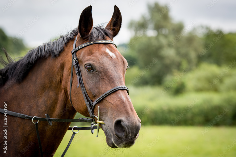 portrait of a horse