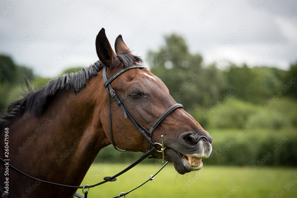 Horse laughing 