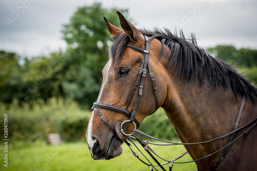 portrait of a horse © Scott