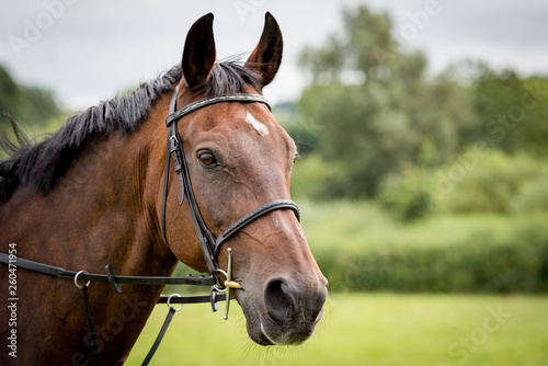 portrait of a horse © Scott