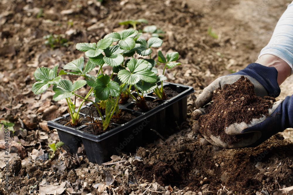 Gardener putting soil enriched with organic fertilizer humic granules into planting hole.
