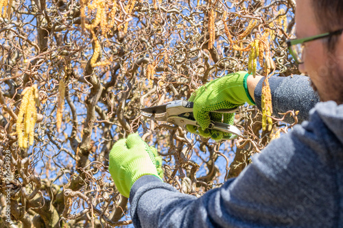 Mann schneidet Korkenzieherhasel mit Gartenschere zurück