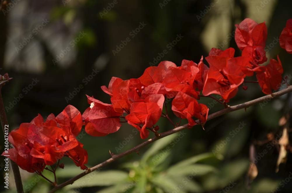 Obraz premium Red Bougainvillea