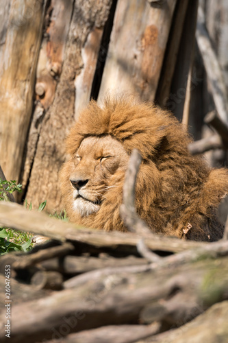 lion resting in a zoo in italy