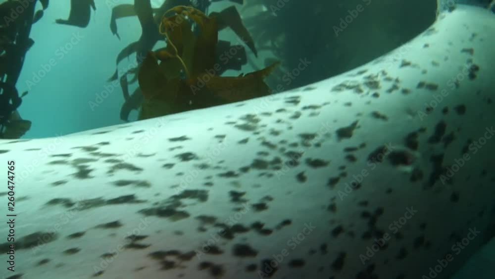 Close up: Seal Calmly Swimming Through A Kelp Forest Directly At Camera in Point Lobos, California