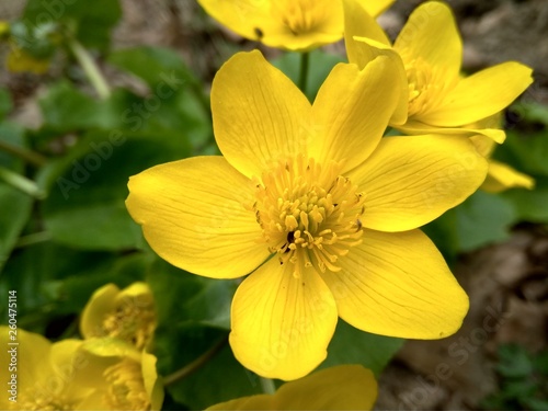 beautiful yellow spring wild flower in the forest close up