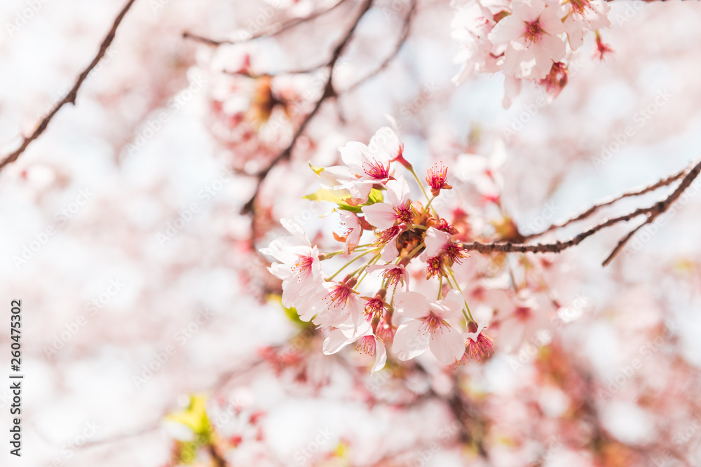 Beautiful full bloom cherry Blossom in the early spring season. Pink Sakura Japanese flower