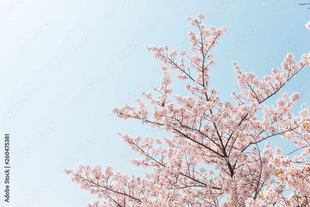 Pink Cherry blossom or sakura flower with blue sky in spring season at Japan