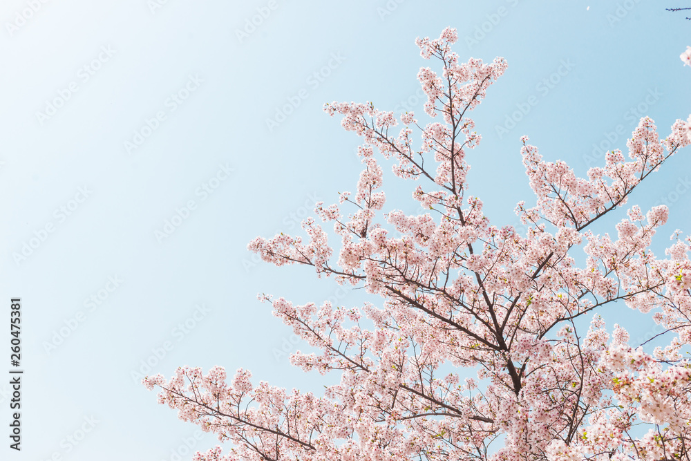 Pink Cherry blossom or sakura flower with blue sky in spring season at Japan Pink Cherry blossom or sakura flower with blue sky in spring season at Japan