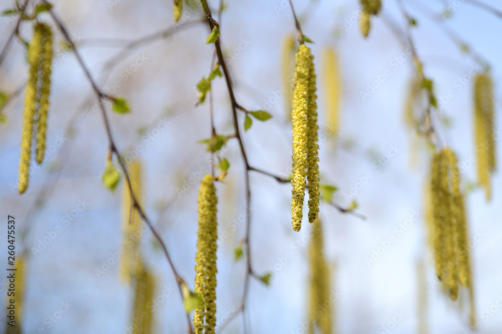 Spring birch catkins on branch without leaves on blue sky background. Birch catkin as Allergy trigger Spring birch catkins on branch without leaves on blue sky background. Birch catkin as Allergy trigger