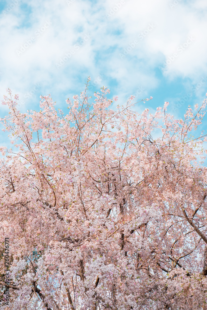 Spring time, branch of sakura flowers