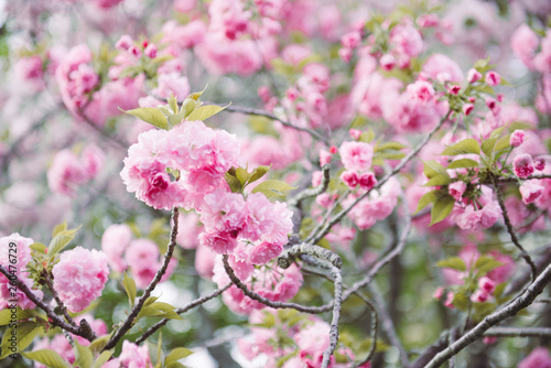 Beautiful Cherry blossom , pink sakura flower © makistock