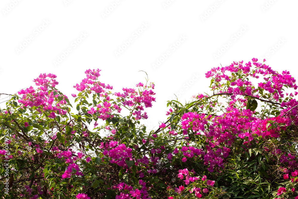 Obraz premium Bougainvilleas branch isolated on white background.Clipping path.