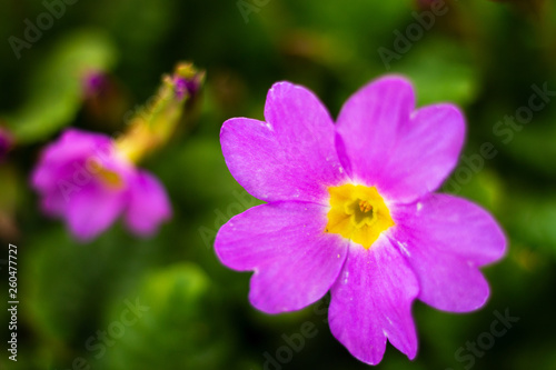 Purple spring flower Prímula juliae photo