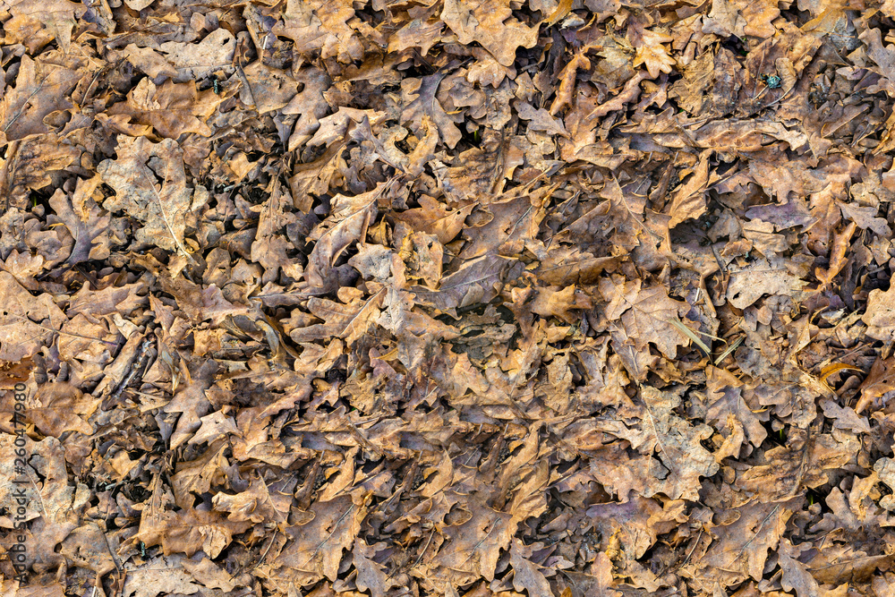 Dry Autumn oak leaves, last year's grass and small twigs lie on the ground. Seamless Texture