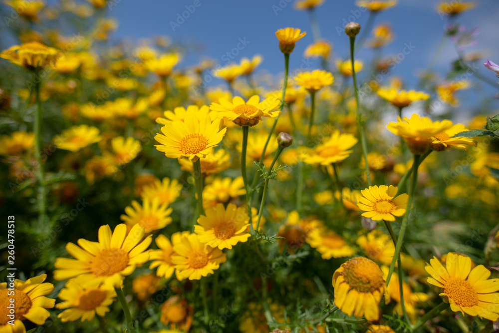 Wild daisy flowers in Cyprus countryside, Spring 2019